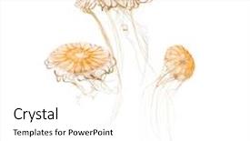  Presentation with japanese - Beautiful presentation design featuring invertebrate - japanese sea nettles chrysaora pacifica backdrop and a white colored foreground