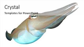  Presentation with live - PPT theme with invertebrate - live pharaoh cuttlefish underwater isolated background and a white colored foreground