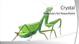  Presentation with invertebrate - Audience pleasing PPT theme consisting of invertebrate - male praying mantis - macromantis backdrop and a white colored foreground