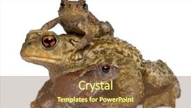  Presentation with invertebrate - Colorful PPT layouts enhanced with invertebrate - mother common toad and her backdrop and a tawny brown colored foreground