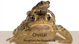  Presentation with invertebrate - Audience pleasing presentation theme consisting of invertebrate - mother common toad and her backdrop and a coral colored foreground