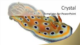  Presentation with invertebrate - Slide deck consisting of invertebrate - nudibranch chromodoris sea slug isolated background and a white colored foreground
