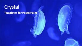  Presentation with invertebrate - Presentation theme having invertebrate - underwater image of moon jellyfishes background and a royal blue colored foreground