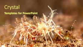  Presentation with tiger shrimp - PPT theme consisting of invertebrate-tiger-shrimp-from-tulamben background and a tawny brown colored foreground