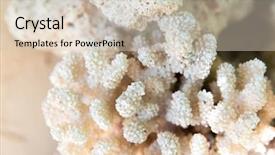  Presentation with invertebrate - Beautiful PPT layouts featuring invertebrate wildlife and nature - close backdrop and a soft green colored foreground