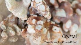  Presentation with invertebrate - Colorful PPT layouts enhanced with invertebrate wildlife and nature - close backdrop and a coral colored foreground