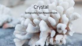  Presentation with invertebrate - Amazing PPT theme having invertebrate wildlife and nature - hard backdrop and a sky blue colored foreground