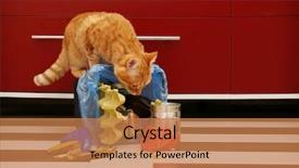  Presentation with garbage patch - Colorful slide deck enhanced with inverter - red cat at full inverted backdrop and a coral colored foreground