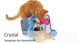  Presentation with garbage - Amazing presentation theme having inverter - red cat at full inverted backdrop and a white colored foreground