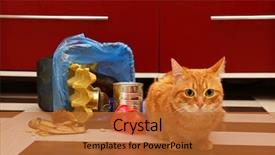  Presentation with red wedding carnations - Slides consisting of inverter - red cat near full inverted background and a red colored foreground