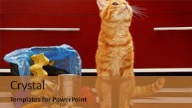  Presentation with full score - Audience pleasing presentation consisting of inverter - red cat near full inverted backdrop and a  colored foreground