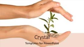  Presentation with money tree - PPT theme enhanced with gold investment - woman's hands are holding background and a coral colored foreground