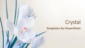  Presentation with spring - Beautiful presentation featuring invitation cards - spring white crocus flower bouquet backdrop and a  colored foreground