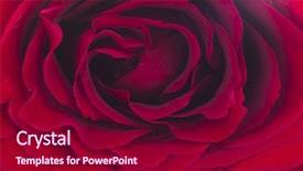  Presentation with invitation - Slides with invitation plain - beautiful rose closeup background and a violet colored foreground