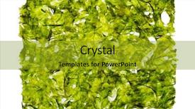  Presentation with white sheet - Theme with iodine - dried nori seaweed laminaria sheet background and a gold colored foreground