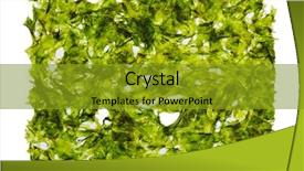  Presentation with white sheet - PPT layouts consisting of iodine - dried nori seaweed laminaria sheet background and a gold colored foreground