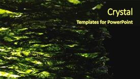  Presentation with seaweed - Theme featuring iodine - dried nori seaweed laminaria sheets background and a wine colored foreground