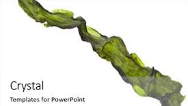  Presentation with seaweed - Beautiful presentation featuring iodine - dried seaweed kelp close up backdrop and a white colored foreground