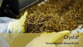  Presentation with seaweed - Amazing presentation theme having iodine - gloved human hands holding pile backdrop and a yellow colored foreground