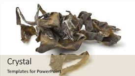  Presentation with pressed and dried flowers - Cool new PPT layouts with iodine - heap of dried kelp backdrop and a coral colored foreground