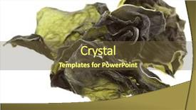  Presentation with seaweed - Amazing theme having iodine - seaweed kelp close up macro backdrop and a tawny brown colored foreground