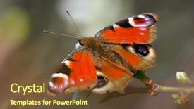  Presentation with peacock - Beautiful PPT theme featuring ios - european common peacock butterfly aglais backdrop and a tawny brown colored foreground