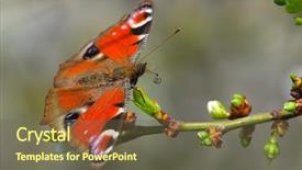  Presentation with peacock on a gold - Colorful PPT layouts enhanced with ios - european common peacock butterfly aglais backdrop and a tawny brown colored foreground