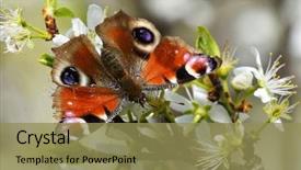  Presentation with peacock - Cool new PPT theme with ios - european common peacock butterfly aglais backdrop and a coral colored foreground