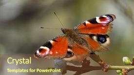  Presentation with peacock - Cool new presentation theme with ios - european common peacock butterfly aglais backdrop and a tawny brown colored foreground