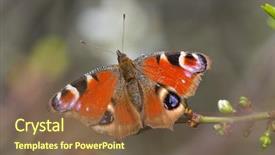  Presentation with european union single market - Amazing slide deck having ios - european common peacock butterfly aglais backdrop and a tawny brown colored foreground