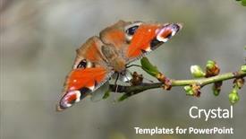  Presentation with peacock - Presentation design featuring ios - european common peacock butterfly aglais background and a gray colored foreground