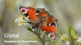  Presentation with peacock - Audience pleasing theme consisting of ios - european common peacock butterfly aglais backdrop and a coral colored foreground