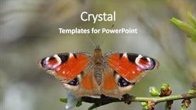  Presentation with peacock - PPT theme having ios - european common peacock butterfly aglais background and a violet colored foreground