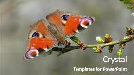  Presentation with peacock - Cool new PPT theme with ios - european common peacock butterfly aglais backdrop and a gray colored foreground