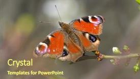  Presentation with peacock on a gold - PPT theme enhanced with ios - european common peacock butterfly aglais background and a violet colored foreground