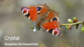  Presentation with peacock the indian peafowl - Audience pleasing slides consisting of ios - european common peacock butterfly aglais backdrop and a gray colored foreground