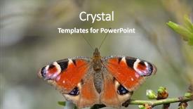  Presentation with peacock - Beautiful slides featuring ios - european common peacock butterfly aglais backdrop and a violet colored foreground