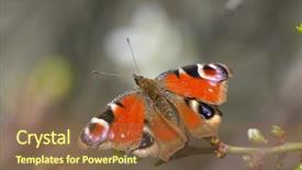 Presentation with peacock on a gold - Colorful slide deck enhanced with ios - european common peacock butterfly aglais backdrop and a tawny brown colored foreground