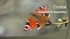  Presentation with peacock - Beautiful presentation featuring ios - european common peacock butterfly aglais backdrop and a gray colored foreground
