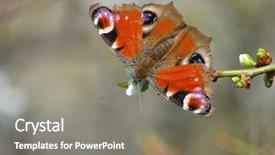 Presentation with peacock - Amazing presentation design having ios - european common peacock butterfly aglais backdrop and a gray colored foreground