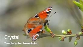  Presentation with peacock on a gold - Theme having ios - european common peacock butterfly aglais background and a coral colored foreground