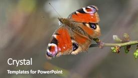  Presentation with peacock - PPT layouts featuring ios - european common peacock butterfly aglais background and a gray colored foreground