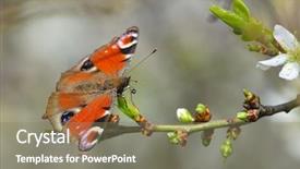  Presentation with peacock - Beautiful PPT theme featuring ios - european common peacock butterfly aglais backdrop and a gray colored foreground