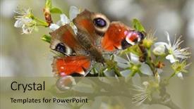  Presentation with peacock - Amazing slide deck having ios - european common peacock butterfly aglais backdrop and a coral colored foreground