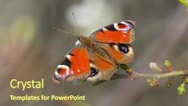  Presentation with peacock - Slide set featuring ios - european common peacock butterfly aglais background and a violet colored foreground