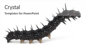  Presentation with caterpillar - Beautiful presentation theme featuring ios theme - caterpillar of a peacock butterfly backdrop and a white colored foreground