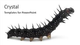  Presentation with caterpillar - Colorful PPT layouts enhanced with ios theme - caterpillar of a peacock butterfly backdrop and a white colored foreground