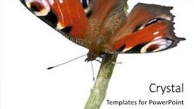  Presentation with moth - Amazing slide set having ios theme - european peacock moth inachis io backdrop and a white colored foreground