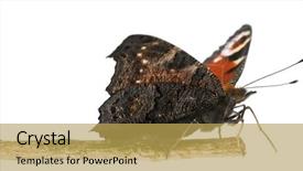  Presentation with moth - Presentation design consisting of ios theme - european peacock moth inachis io background and a  colored foreground