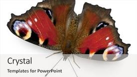  Presentation with moth - Slide set consisting of ios theme - european peacock moth inachis io background and a light gray colored foreground